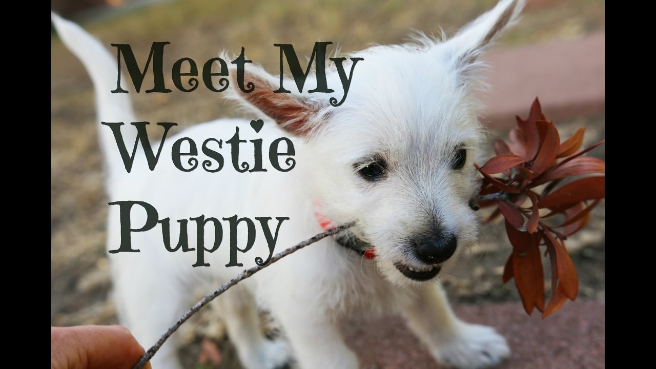 ADORABLE WESTIE PUPPY 9 WEEKS OLD