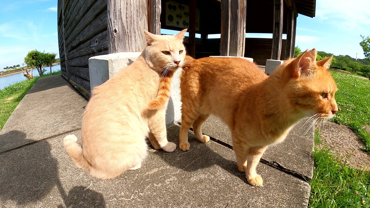 クリーム猫をモフっていると、嫉妬深い茶トラ猫が割り込んできた
