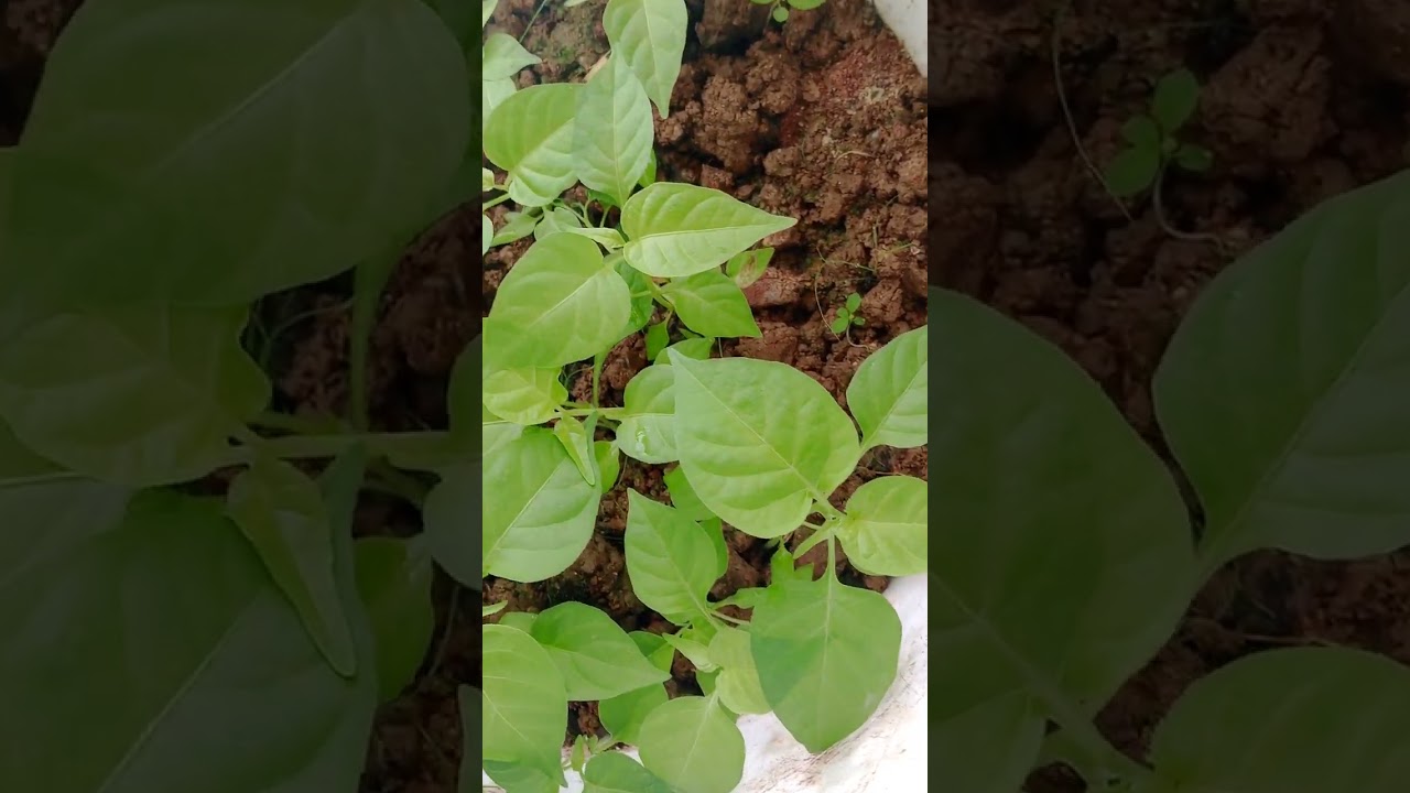 Garden Update Guys!!! #trending #nature #plants #adventure