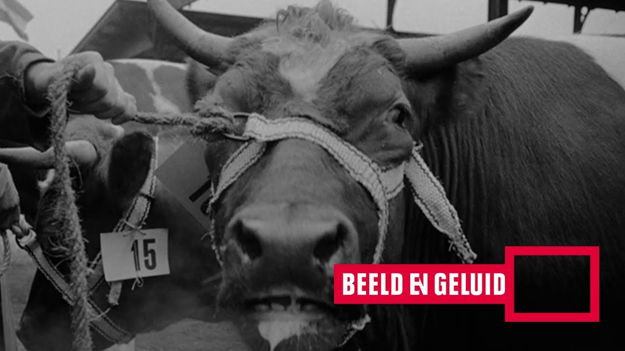 Bezoek aan de Rotterdamse Paasveemarkt (1956)