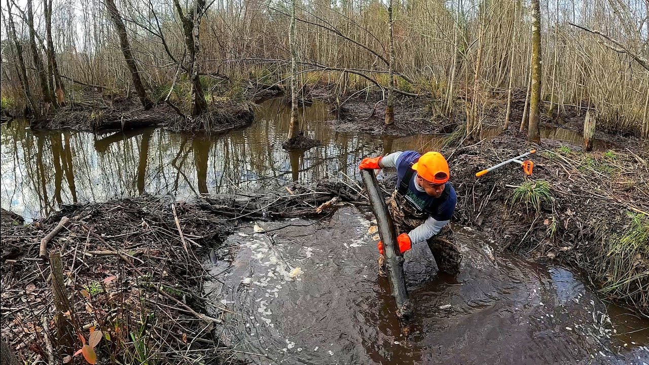 Beaver Dam Removal In Gator Creek! The Trees Got Bigger & Bigger! 🤣 #beaverdam 