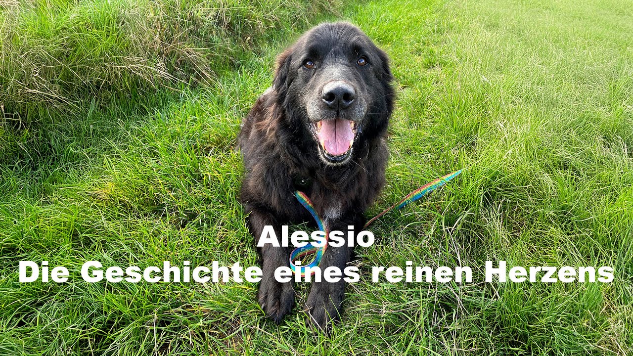 Alessio - Die Geschichte eines reinen Herzens oder der lange Weg zum De Hun'nenhoff