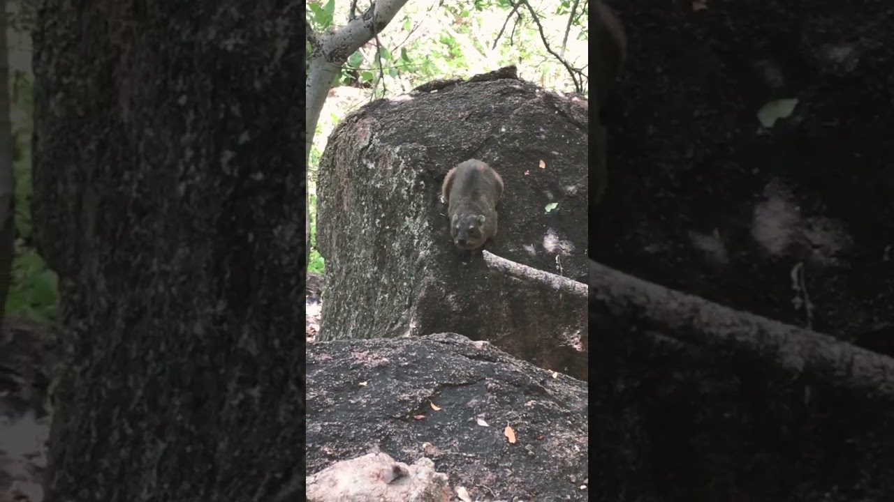 Hyrax or Dassie