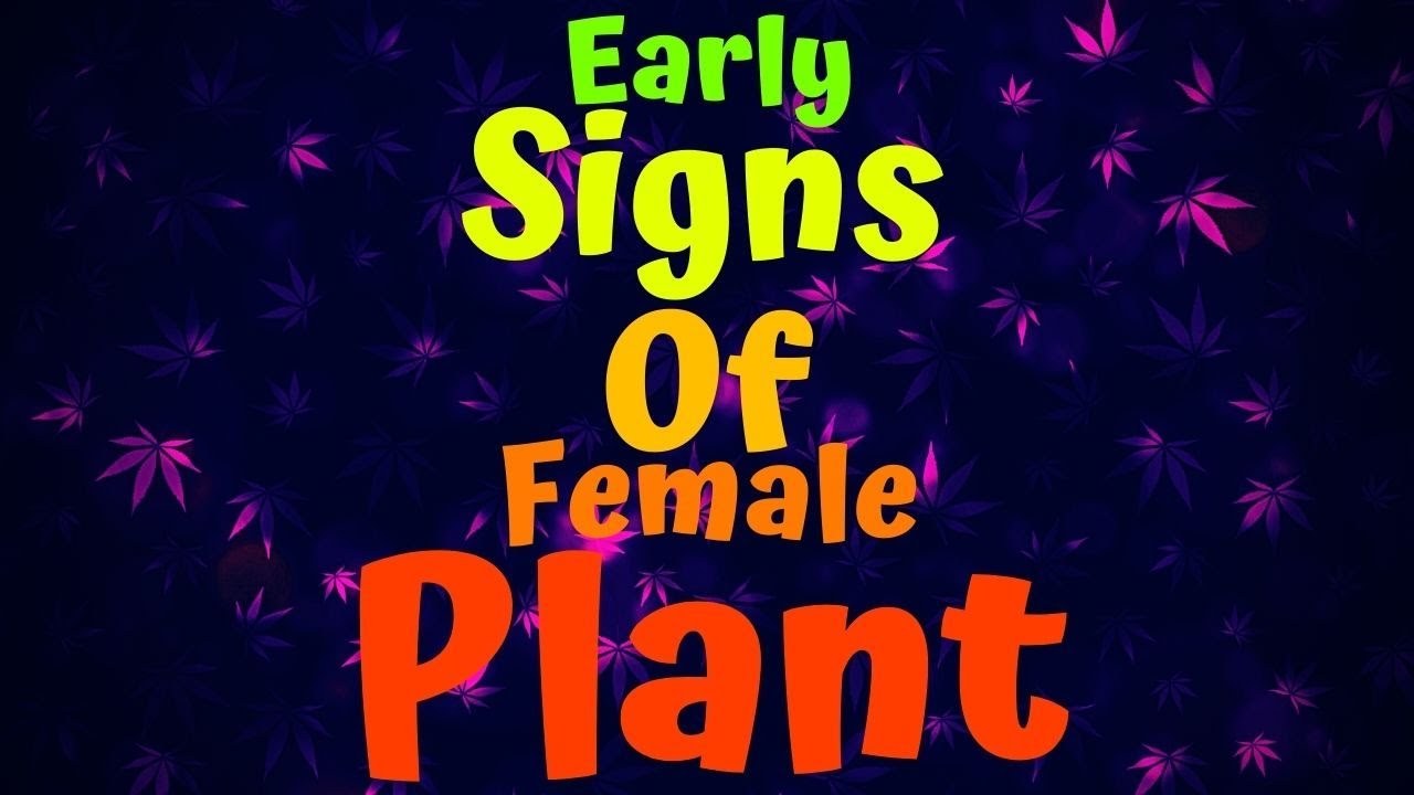 Early Signs Of Female Plant