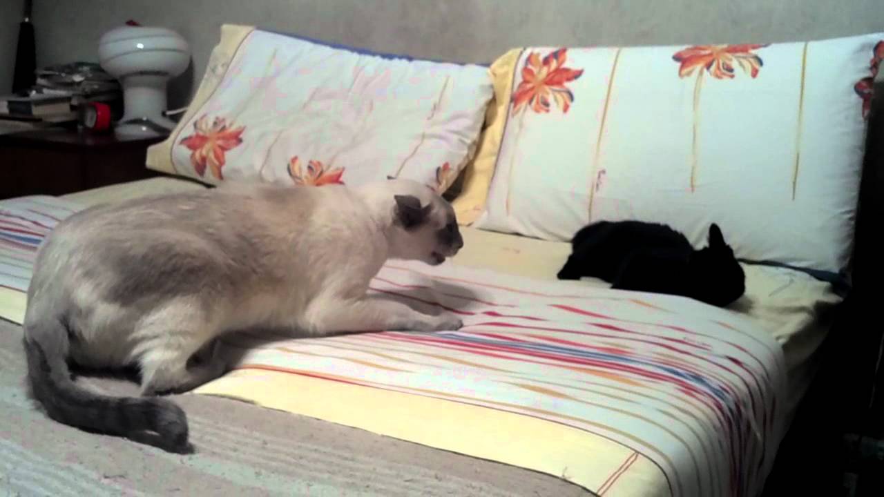 Gato cagón se asusta con gatita