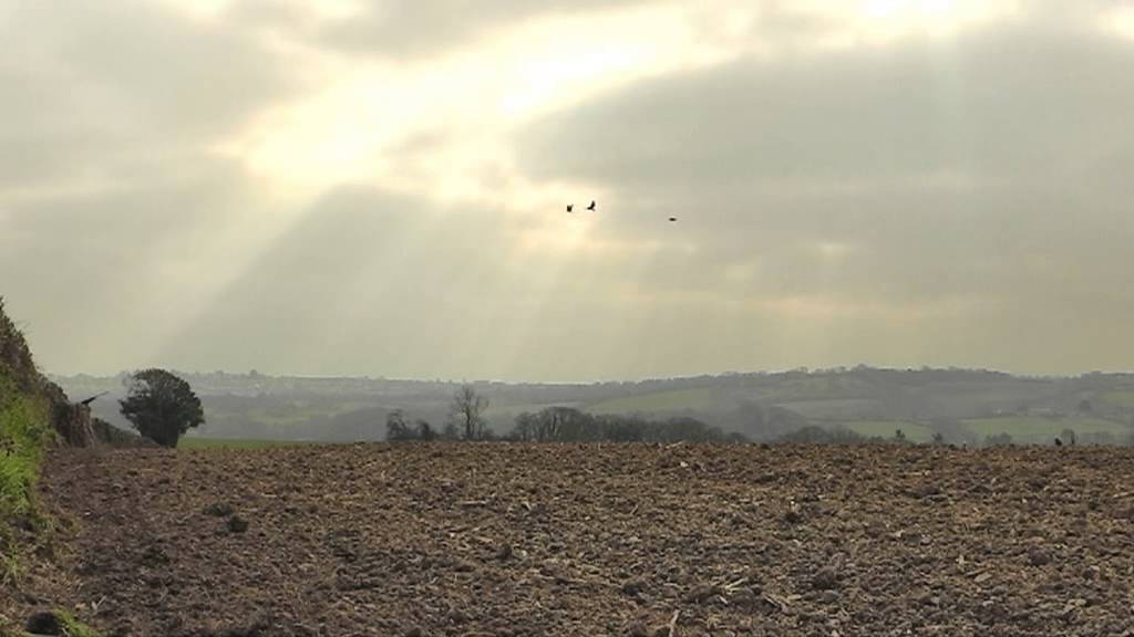 crow decoying - hints and tips