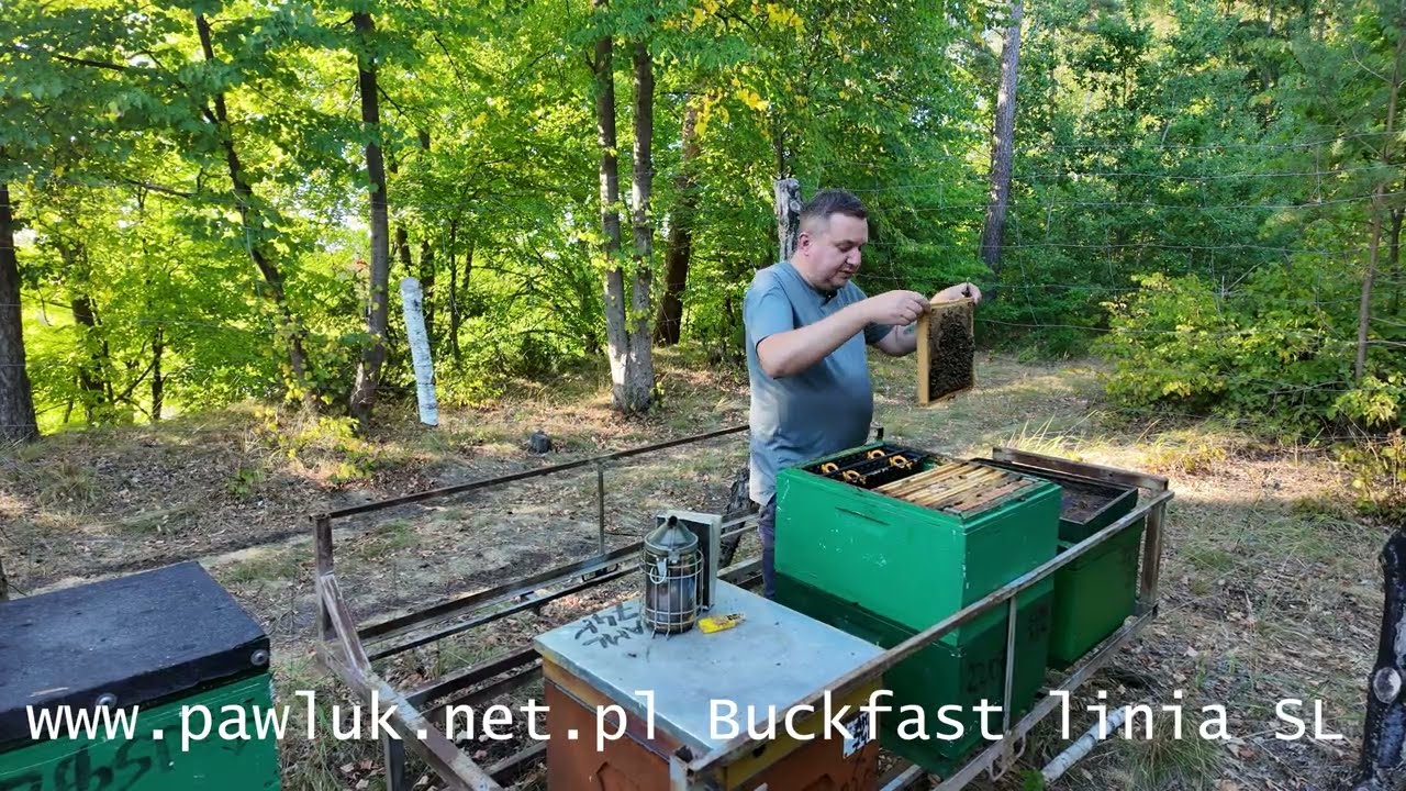 Zakazane agresywne pszczoły Buckfast.. nowa linia pszcz&oacute;ł Buckfast SL - Buckfast Adami ..dużo miodu