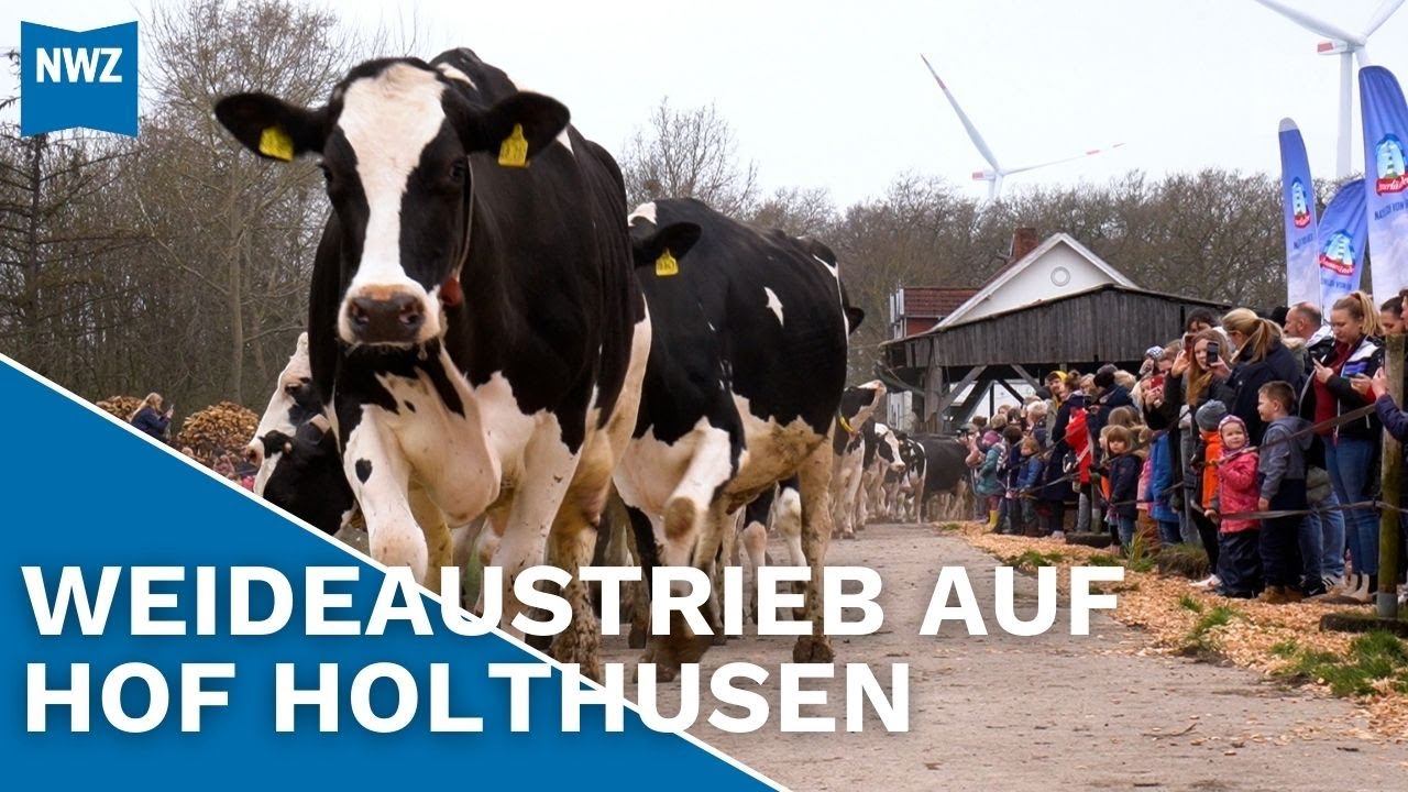 Weidewitzka – Hof Holthusen lässt die Kühe raus