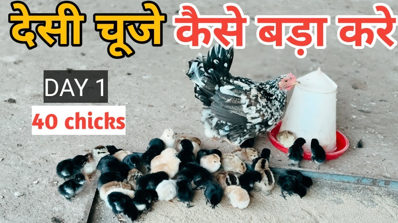 मुर्गी पालन कैसे करे | मुर्गी के बच्चे | मुर्गी के बच्चो को क्या खिलाए #murgibacche #vlog