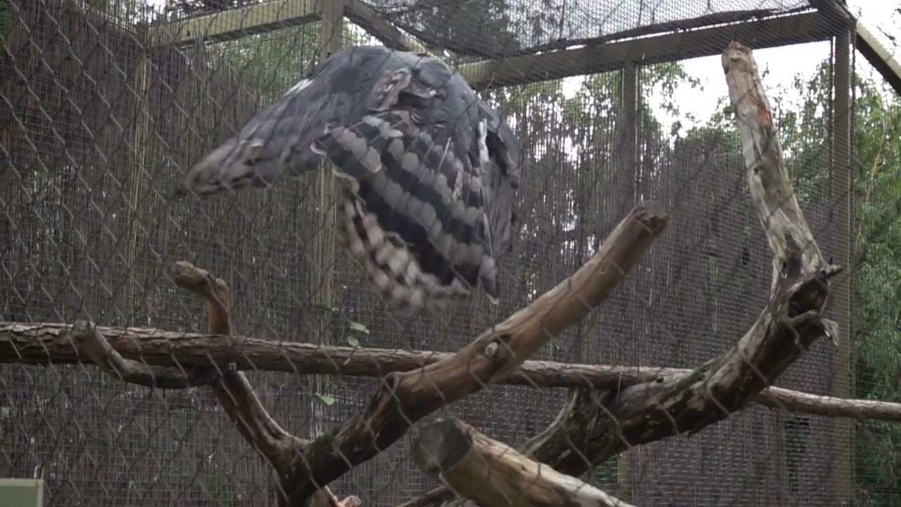 KIA The Harpy Eagle
