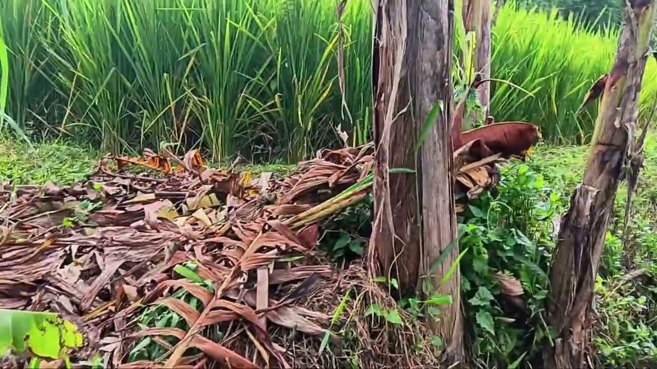 Suasana Pesawahan Yang Bikin Adem🍀