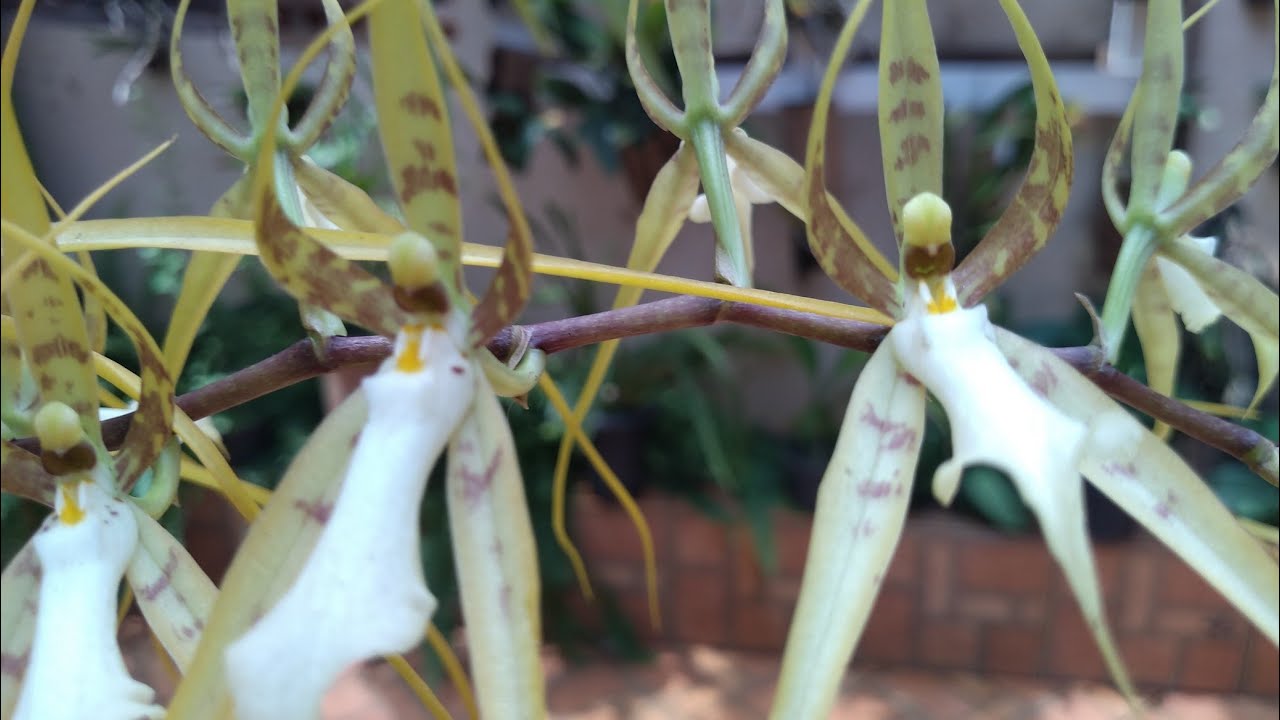 CONHEÇAM A FAMOSA ORQUÍDEA ARANHA 💐BRASSIA CALDATA💐