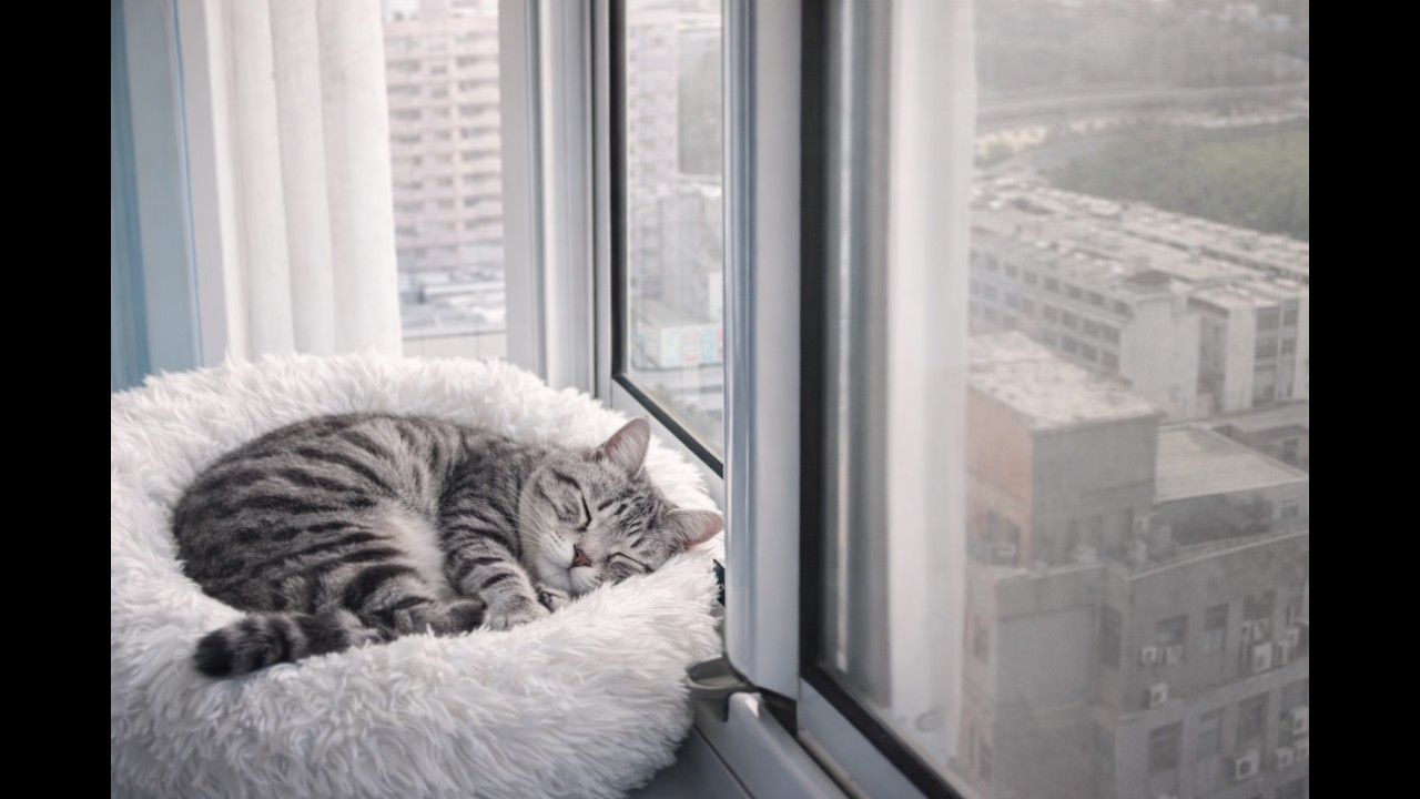 🐱 Real Cat Sleep Live + Sleep Piano Music｜Quiet Night Companion 真實貓咪睡眠直播＋睡眠鋼琴輕柔音樂