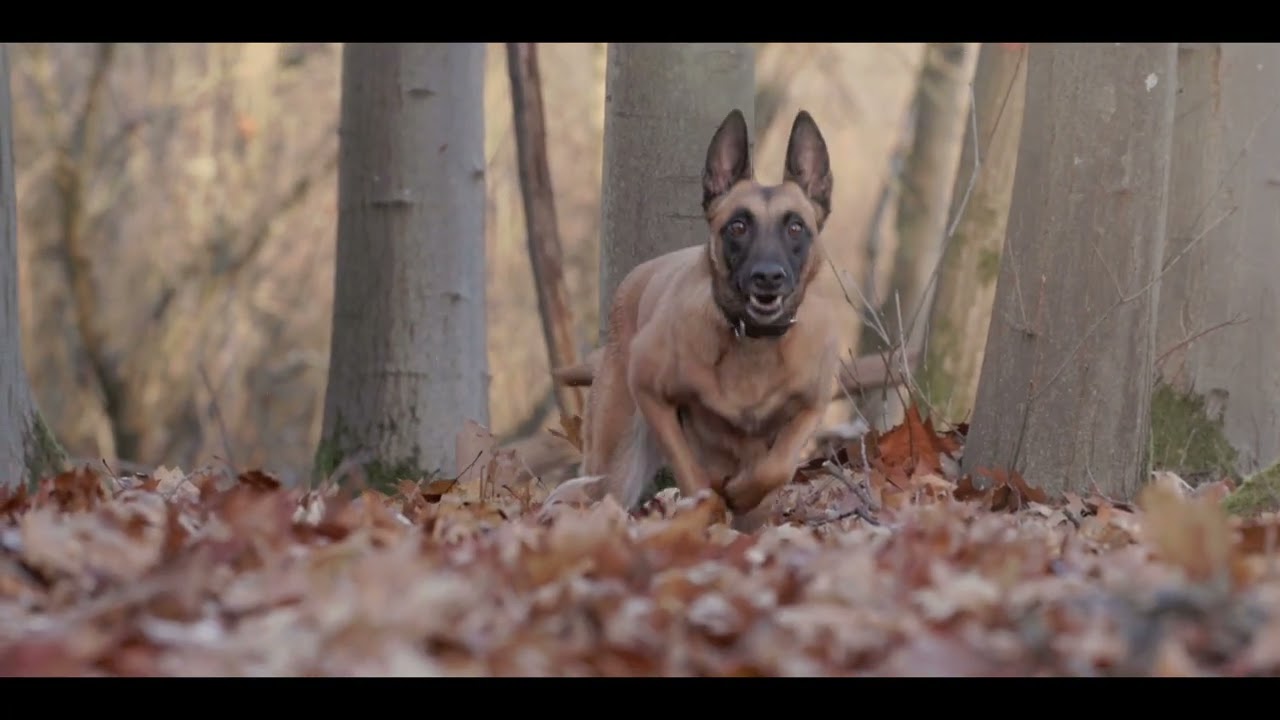 Ruby dans le bois de Beumont