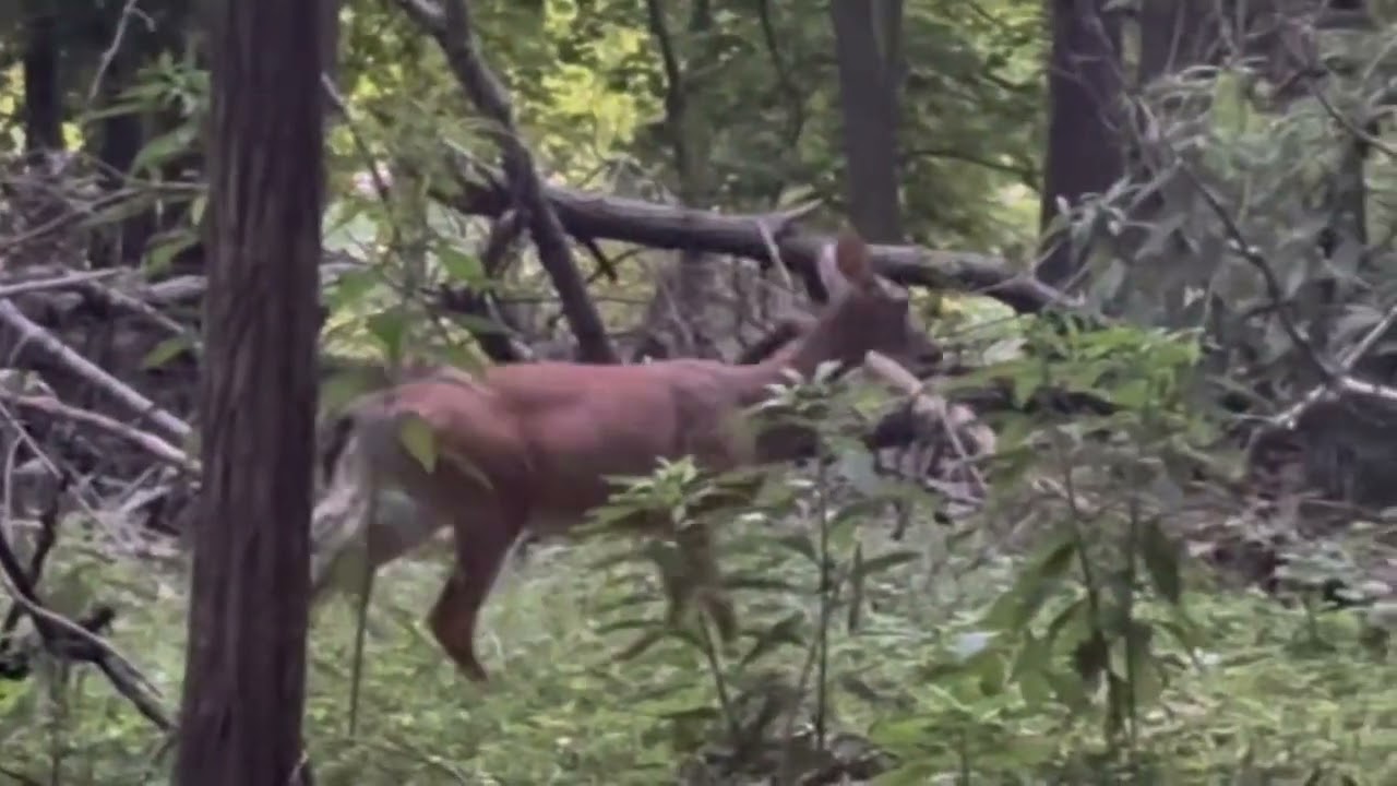 Mother Deer and Fawn Bonding in the Woods Peaceful Wildlife Moment