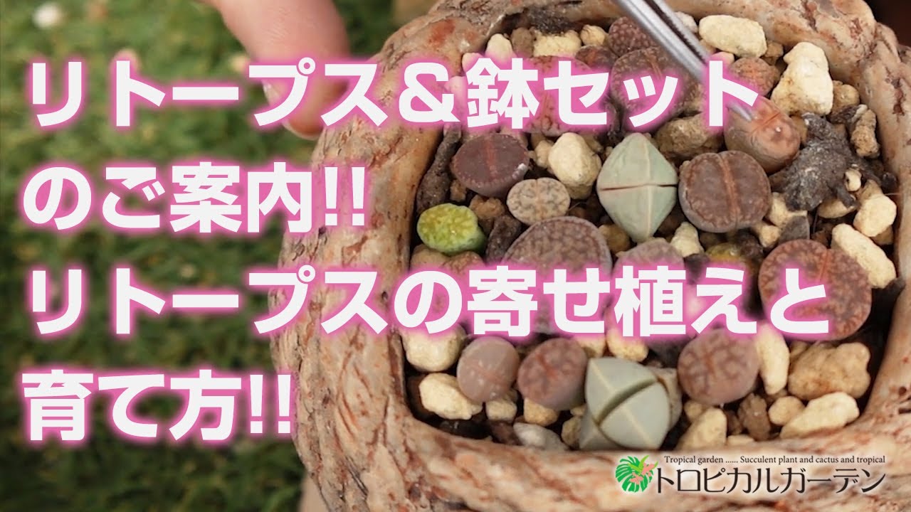 【多肉植物】リトープス＆鉢セットのご案内!!リトープスの寄せ植えと育て方!!【succulent】トロピカルガーデン