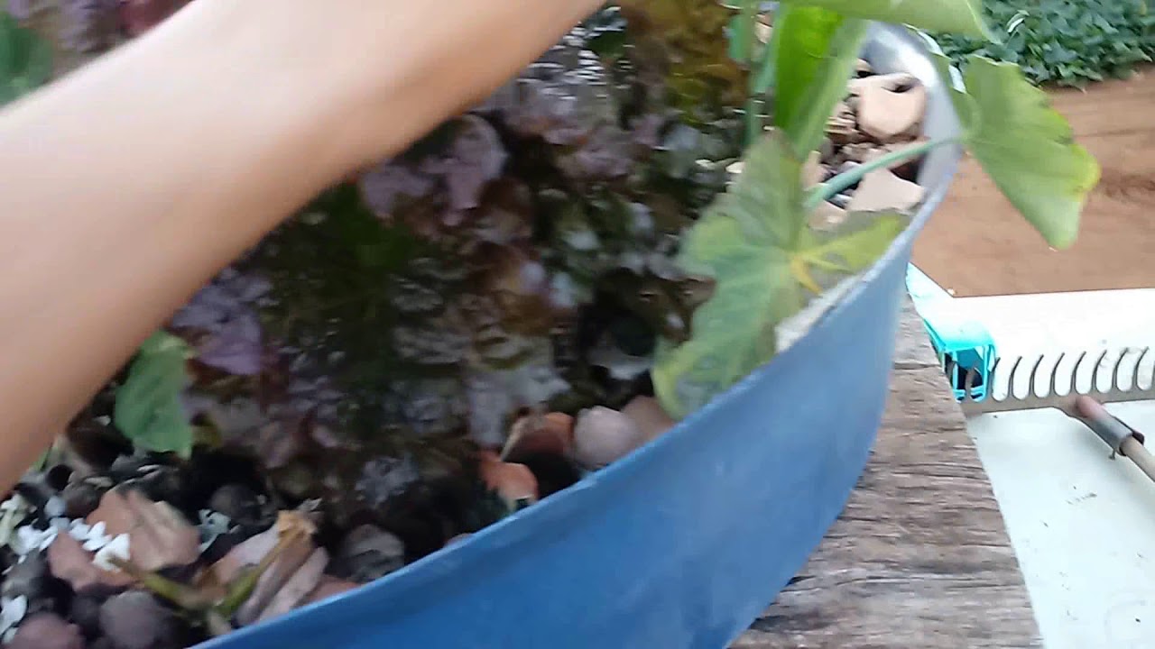 COMO TURBINAR SUA CAMA DE CULTIVO NA AQUAPONIA