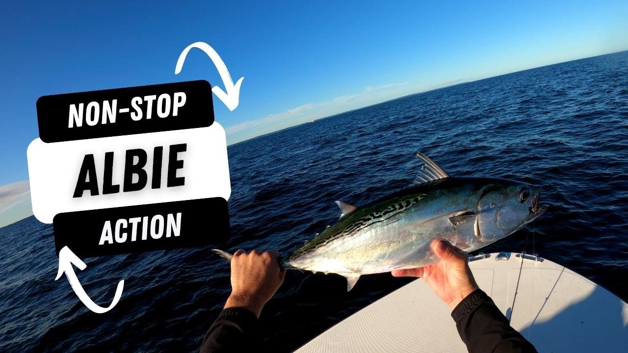 Crushing Albies in Long Island Sound (Saltwater Fishing)