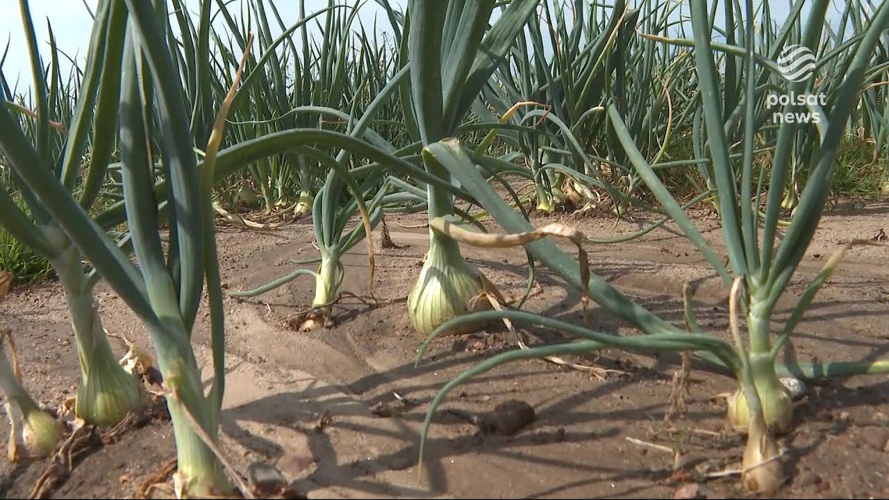 Kradzieże na polach. Łupem... ziemniaki i cebula