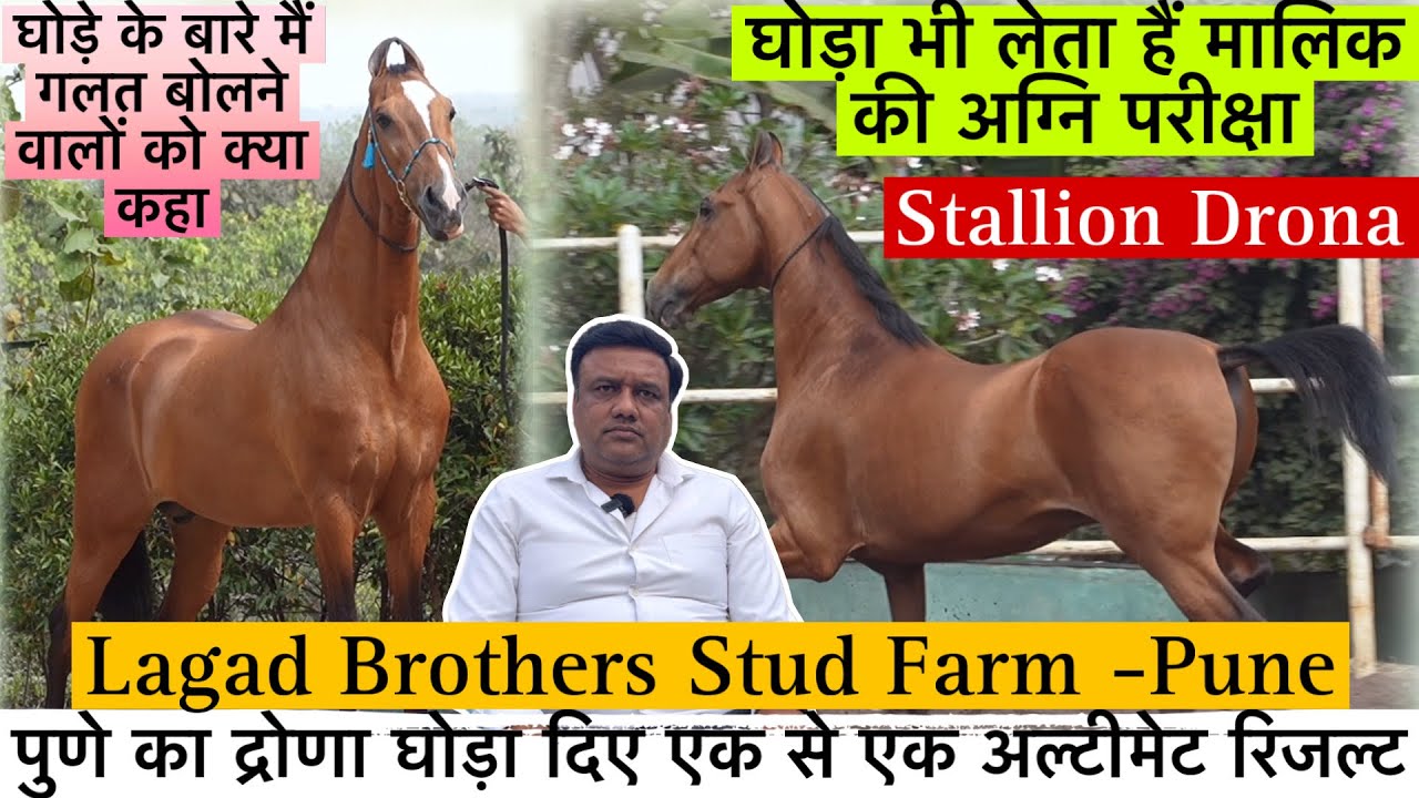 देखिए Lagad Brothers फार्म की शान पुणे का शानदार घोड़े का बच्चा द्रोणा !