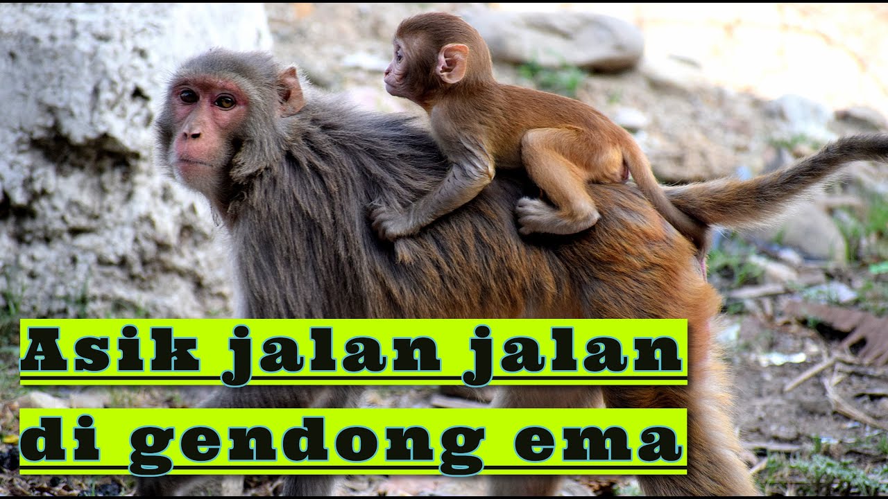 Fakta unik tentang monyet || belajar mengenal hewan