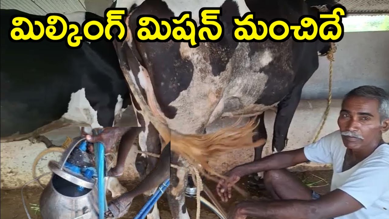 5 ఏళ్లుగా వాడుతున్న|milking machine good for dairy farms @MalleshAdla