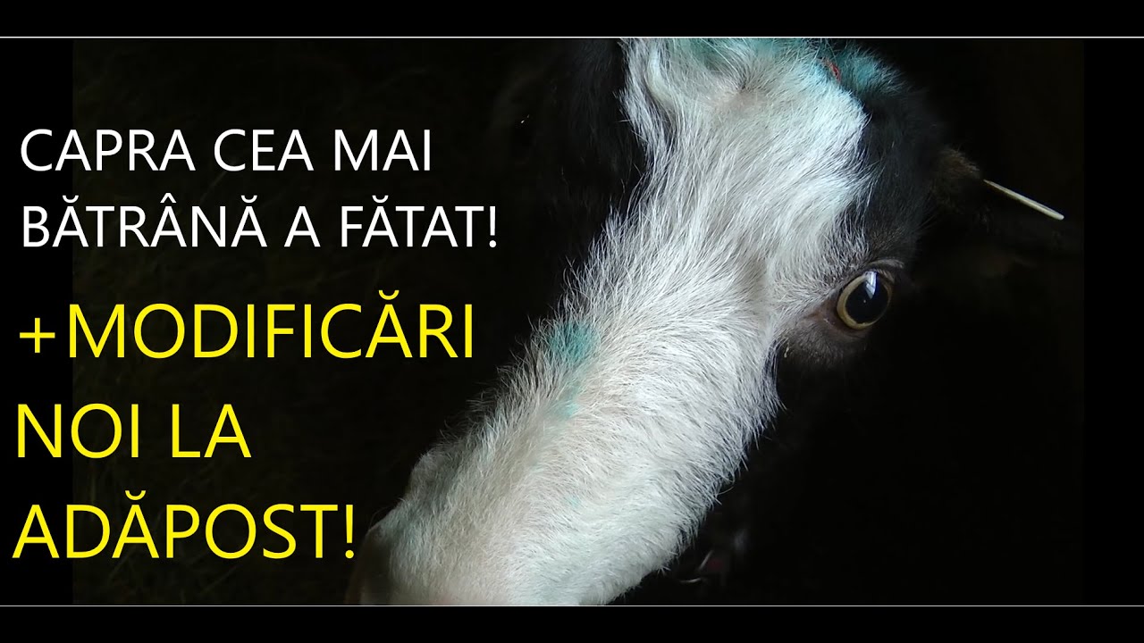 CEA MAI BĂTRÂNĂ CAPRĂ A FĂTAT! NOI MODIFICĂRI LA ADĂPOSTUL CAPRELOR! #OrășeanLaȚară!