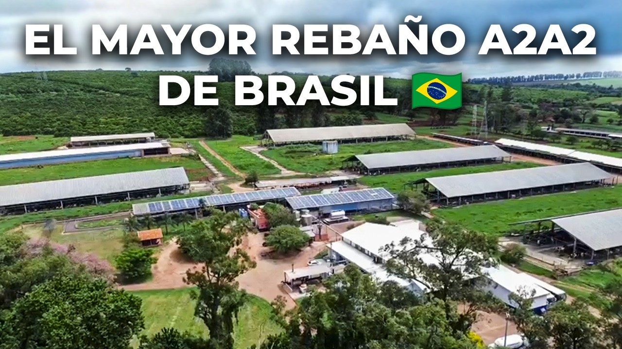 65 MIL LITROS POR DÍA, LECHE A2 Y 7 CERTIFICACIONES: LA ESTRUCTURA COMPLETA DE AGRINDUS 🇧🇷