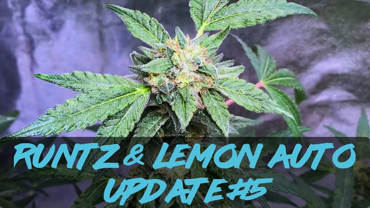 Matty Grows | The Indoor Grow | Runtz & Lemon Auto | #5 | #Purplecitygenetics #Runtz #LemonAuto