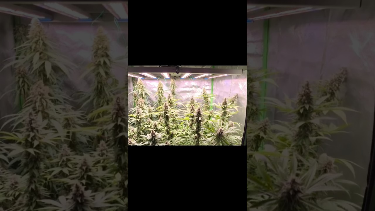SpiderFarmer Abluft-Set im Zelt 🕷️🔥 Video Online ☝🏼| indoor Grow #shorts #spiderfarmer #indoorplants