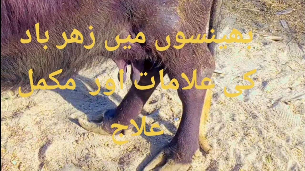 Buff liver disease Buff Metha zaher baad Buff liver treatment byDr. Fahed Tanveer kamboh 03029879188