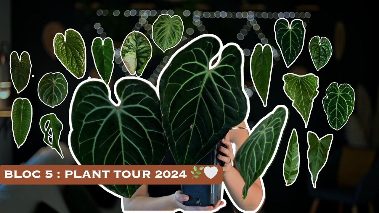 PLANT TOUR 2024 (90% Anthuriums 🙈)