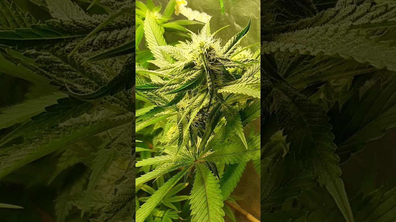 BACCHUS JUICE. FROM SOUTH BAY GENETICS WEEK 4 FLOWER