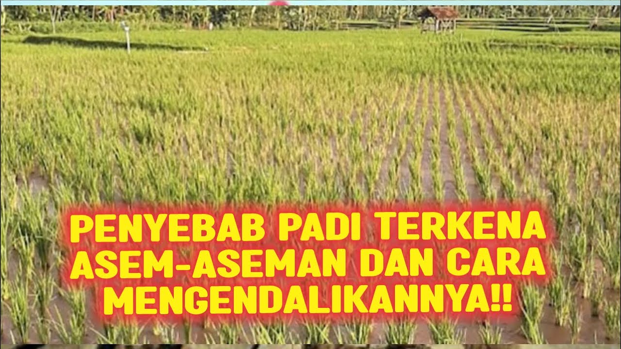 PENYEBAB PADI TERKENA ASEM ASEMAN DAN CARA MENGENDALIKAN NYA‼