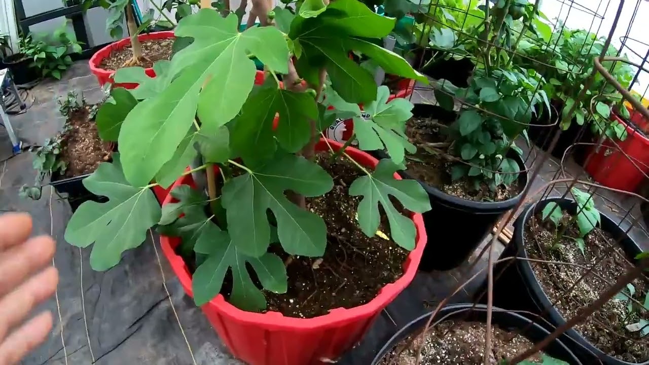 container garden