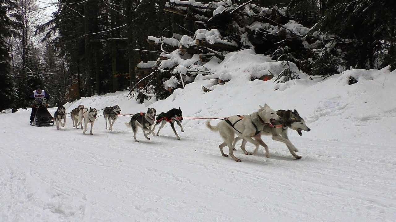 Internationales Schlittenhunderennen Todtmoos 2019 - Achter- und Vierer-Gespanne