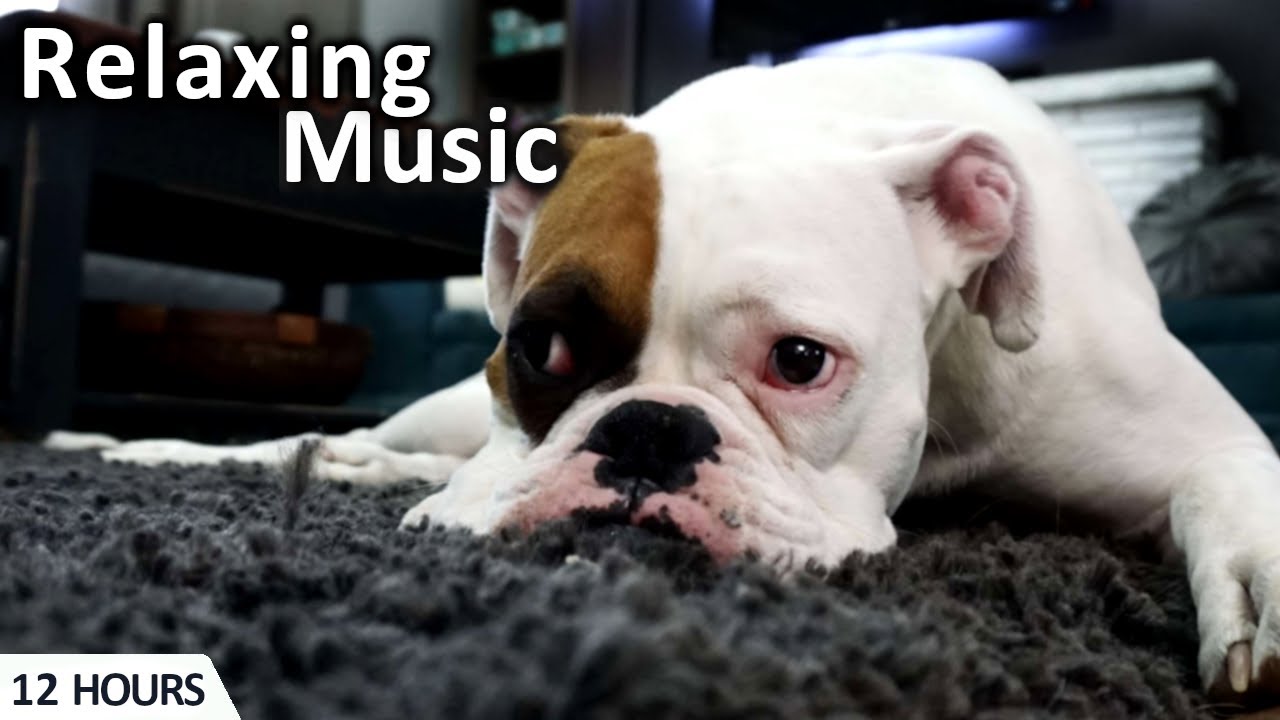 Relaxing music 🎵 for dogs and pets #relaxingmusic #petmusic