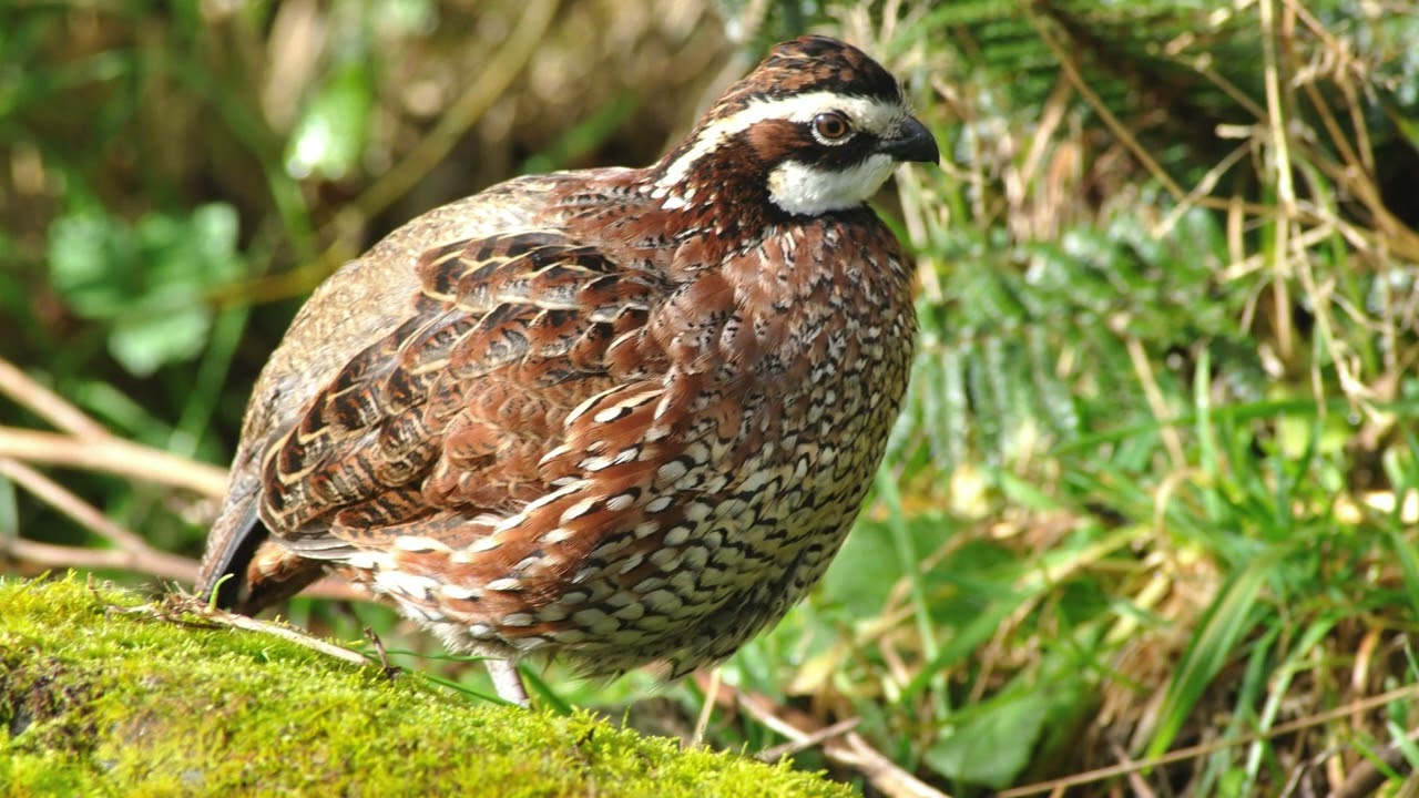 Birdsday Thursday: Northern Bobwhite Quail