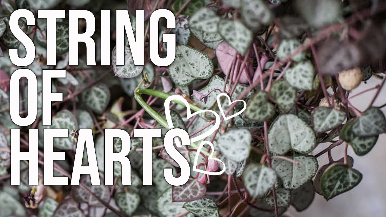 How to Propagate String of Hearts | Houseplant Care Tips