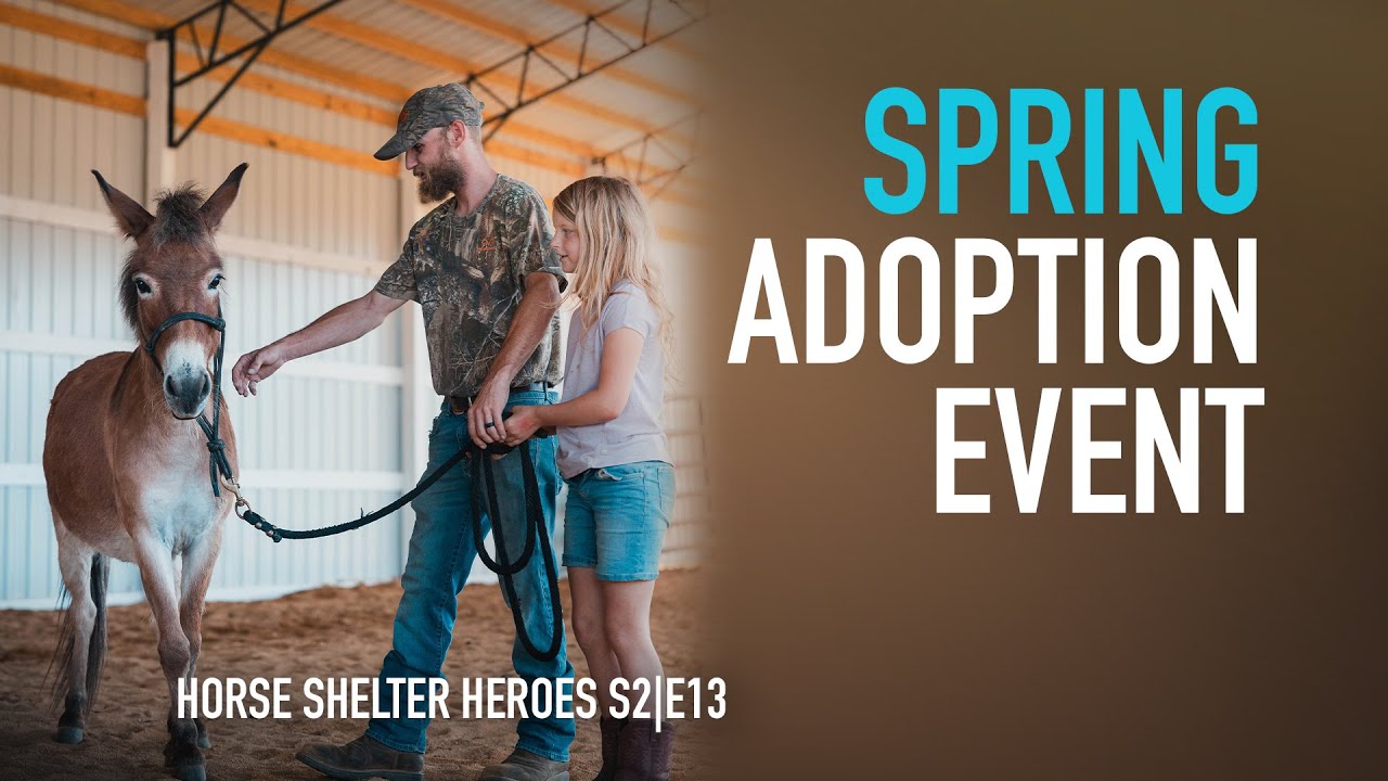 Horse Shelter Heroes | S2E13 | Full Episode