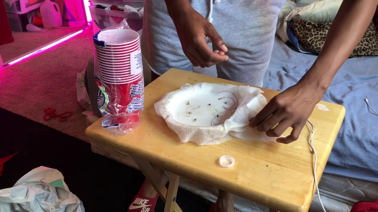Indoor Closet Cannabis | Step 2 Planting Seedlings