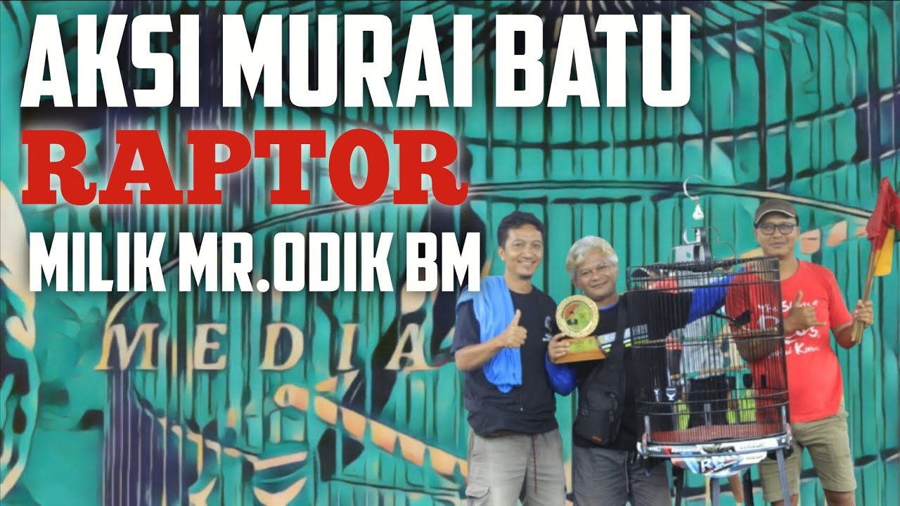 Simulasi murai batu AKSI MURAI BATU RAPTOR MILIK Mr.ODIK #muraibatuisianmewah 