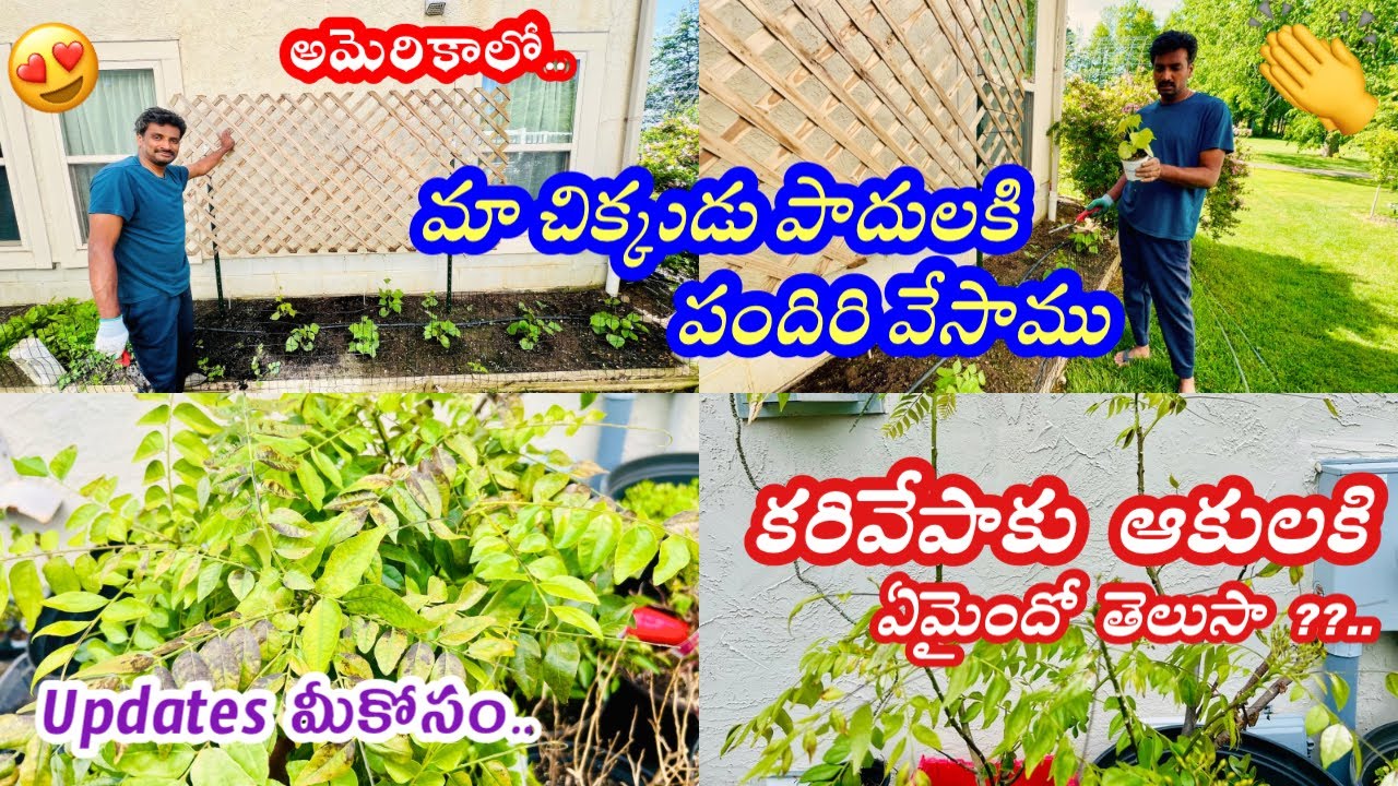 🇺🇸అమెరికాలో మా గార్డెన్ 🏡....support ఇస్తే గుత్తులు గుత్తులుగా కాయలు కాస్తాయి 🪴🫛🫛#ohio #gardening