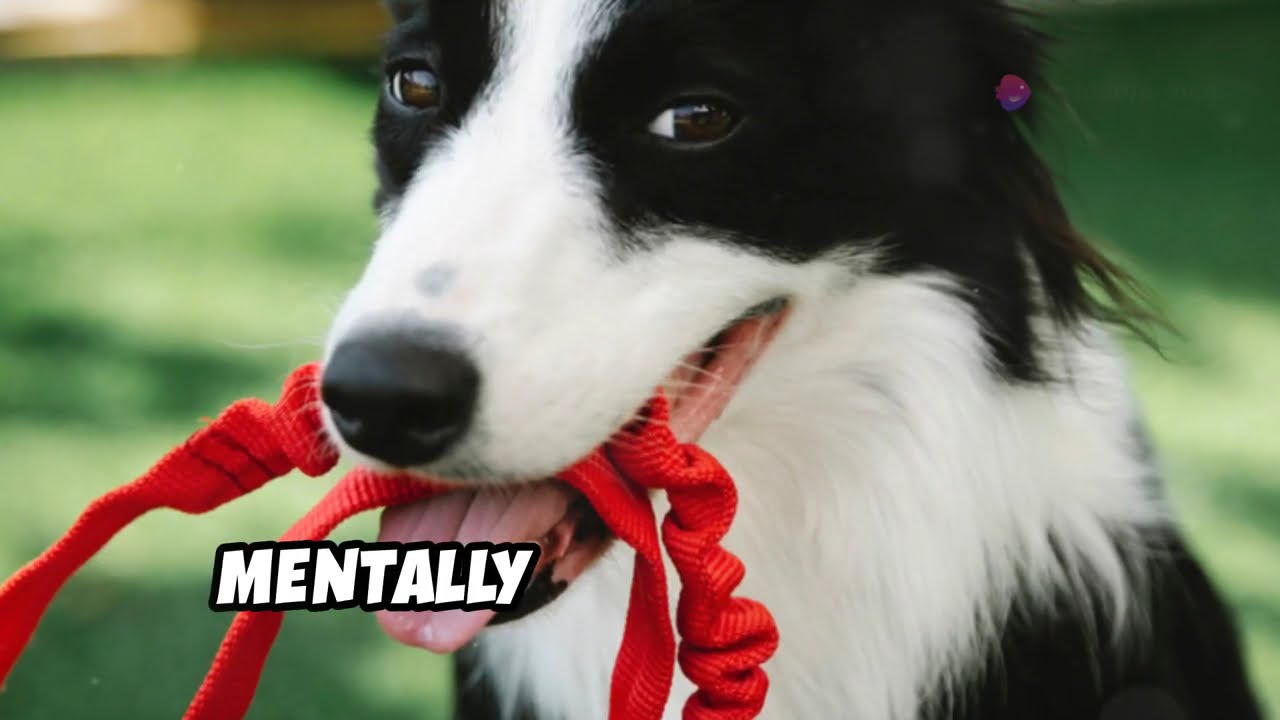 Fun and Safe Activities for Your Energetic Border Collie!