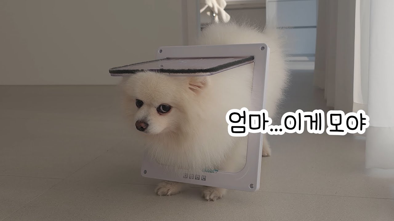 개구멍? 집에 펫도어를 설치할 수 있을까?(강아지 좁은 문 통과 챌린지)