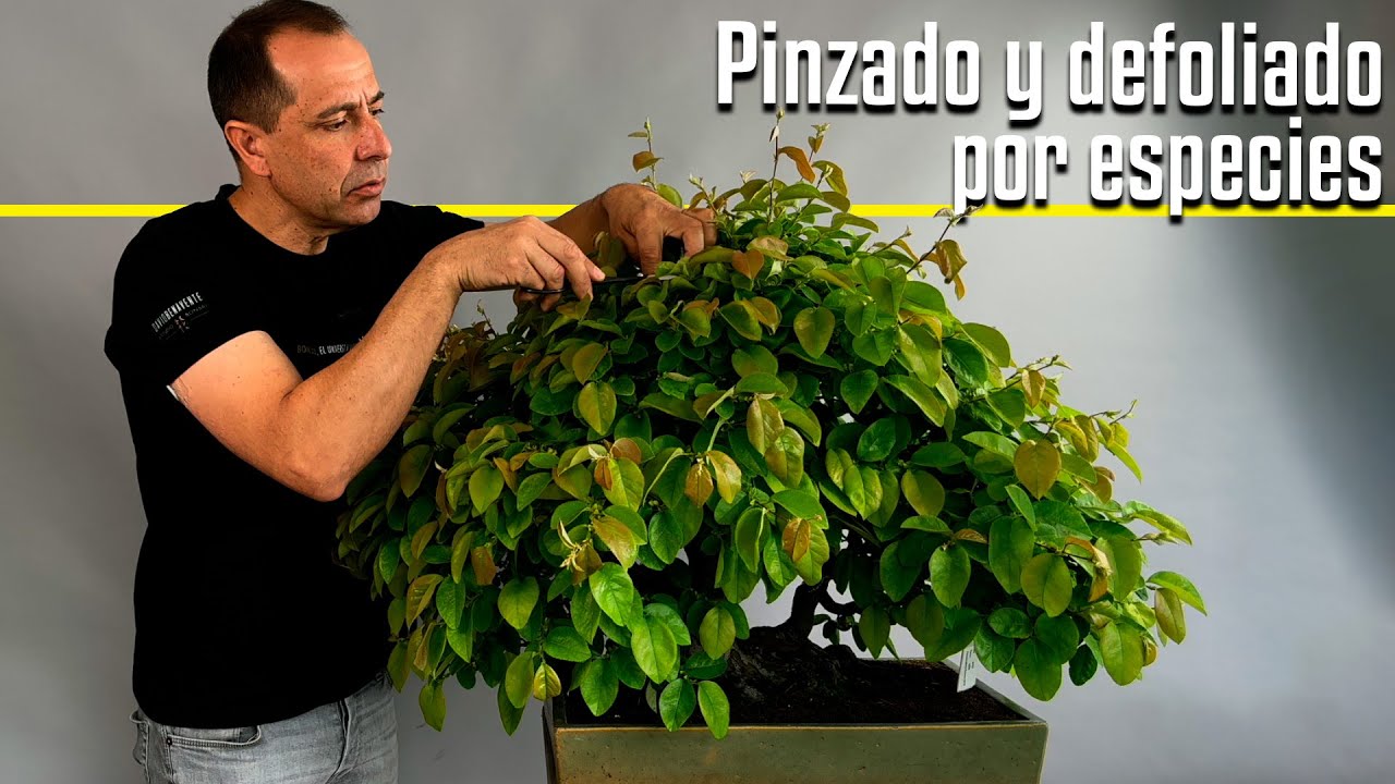 Pinzado y defoliado por especies : Membrillero, azalea, olmo, arce, zelkova.