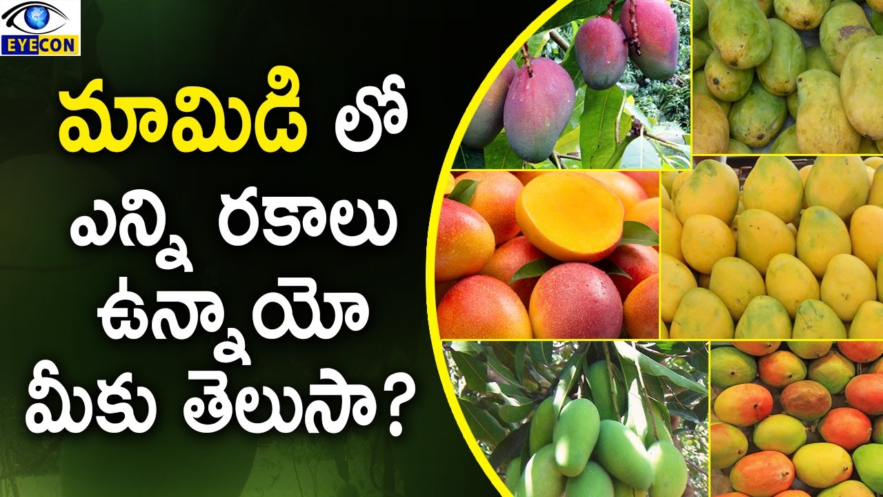 మామిడి లో ఎన్ని రకాలు ఉన్నాయో  మీకు తెలుసా || Varieties of Mangoes in India
