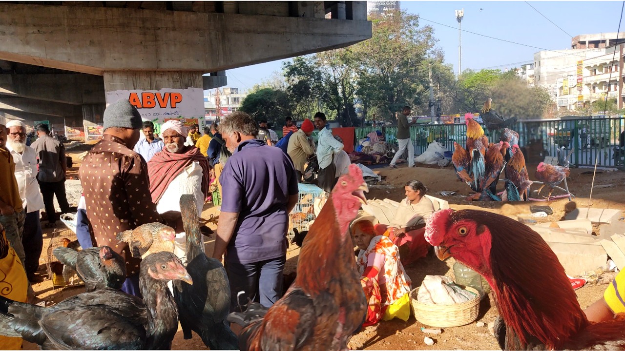 Shamshabad Thursday Pets and Birds Market Hyderabad Telangana 05/03/2026