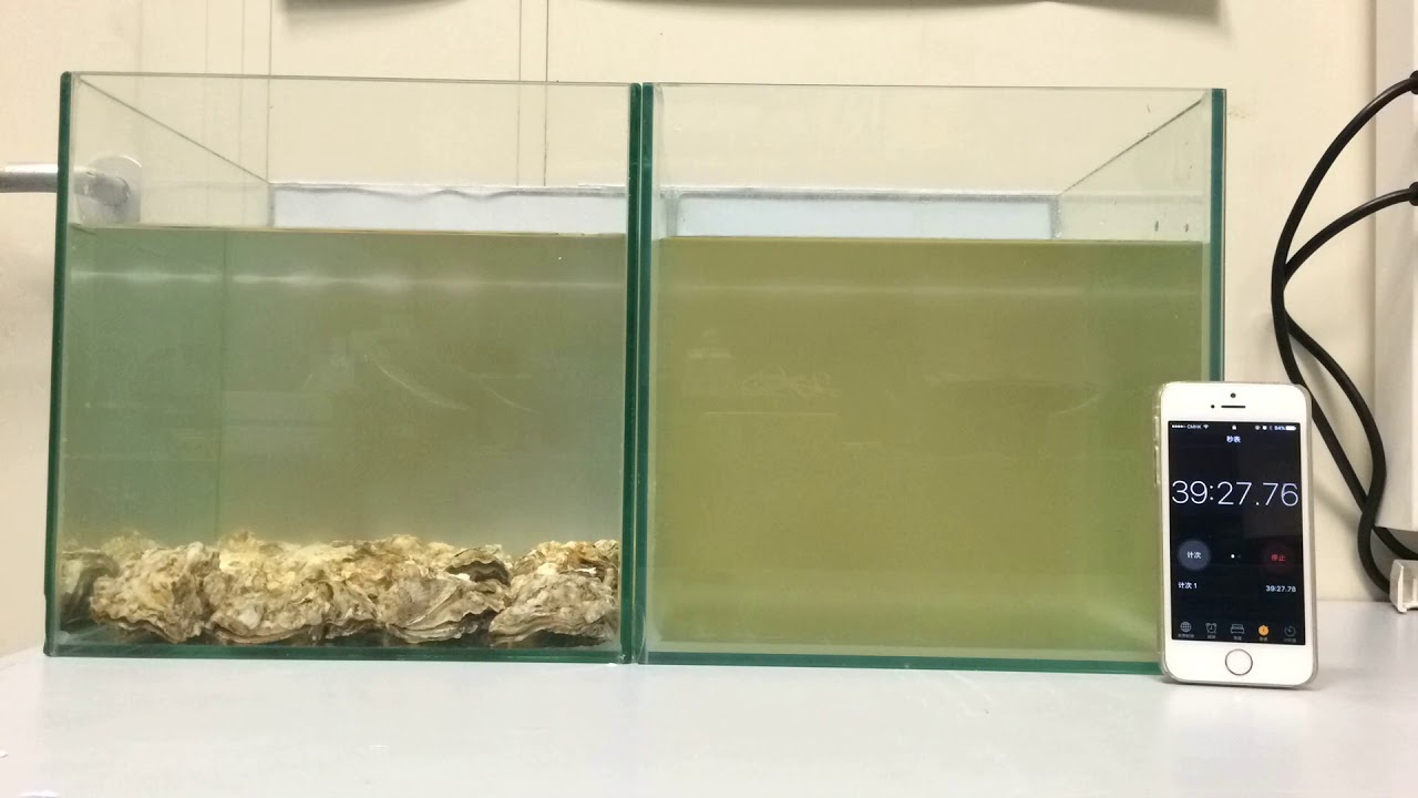 How oysters can clean up polluted water