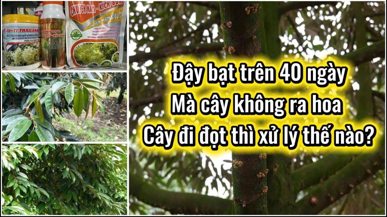 Sầu riêng đậy bạt trên 40 ngày mà cây Không Ra Hoa cây Đi Đọt xử lý thế nào